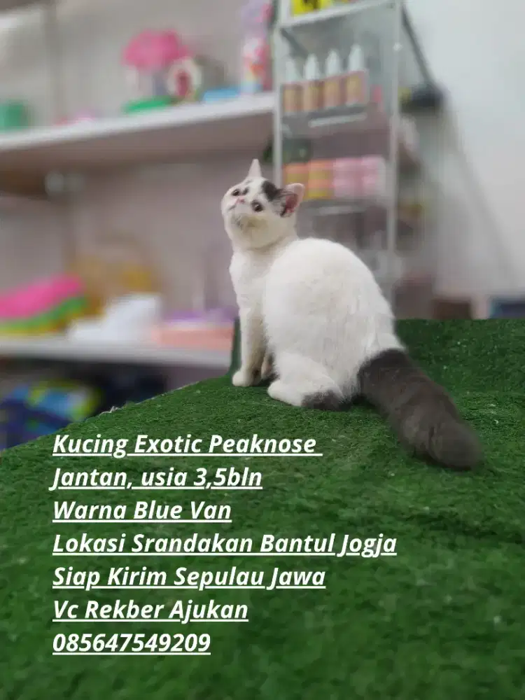 boneka anabul kucing exotic shorthair peaknose jantan
