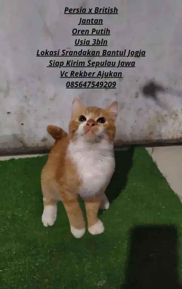 boneka anabul kucing persia x british shorthair jantan