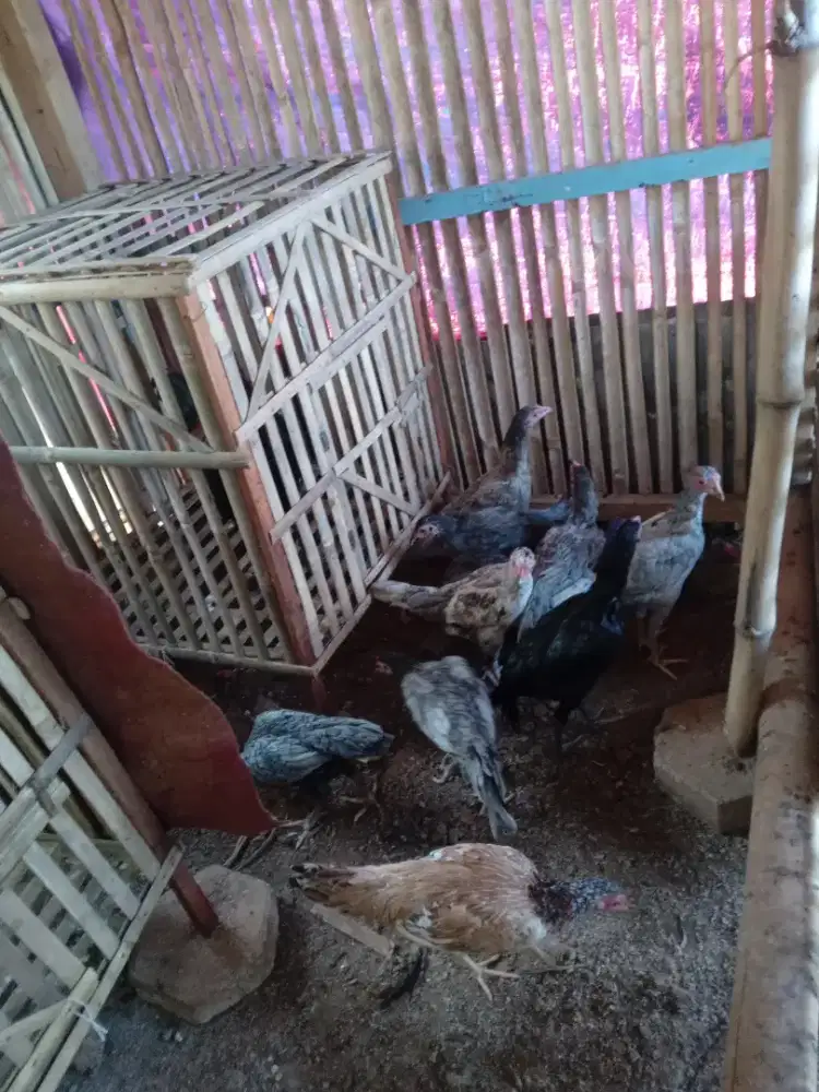 Ayam kampung asli
