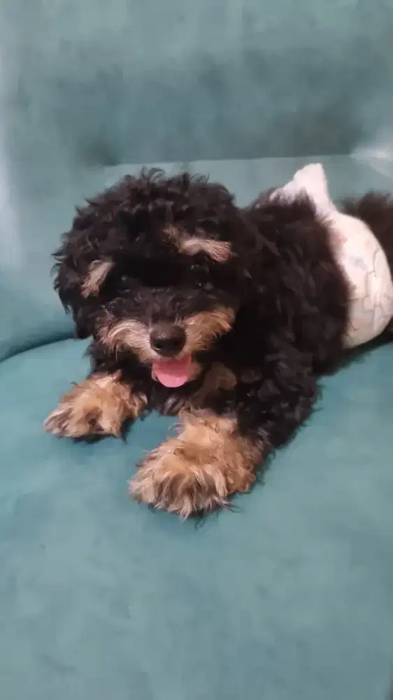 Dijual anakan Poodle Phantom