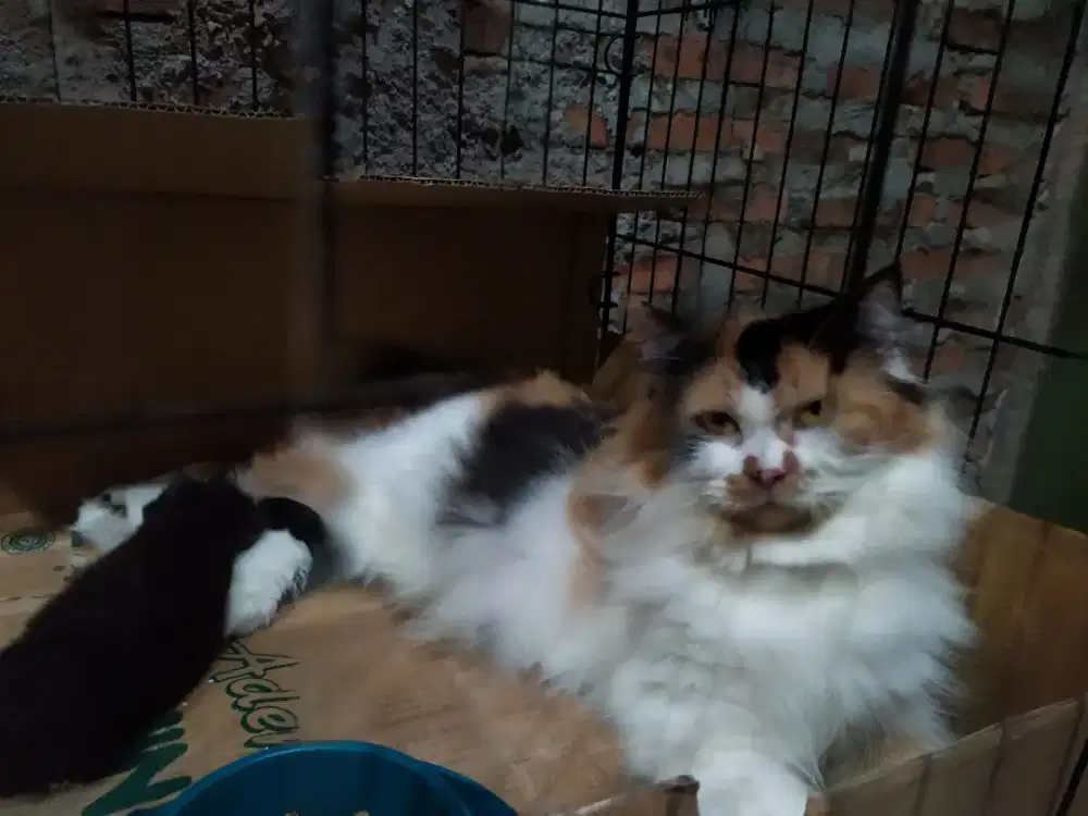 boneka anabul kucing persia flatnose longhair betina
