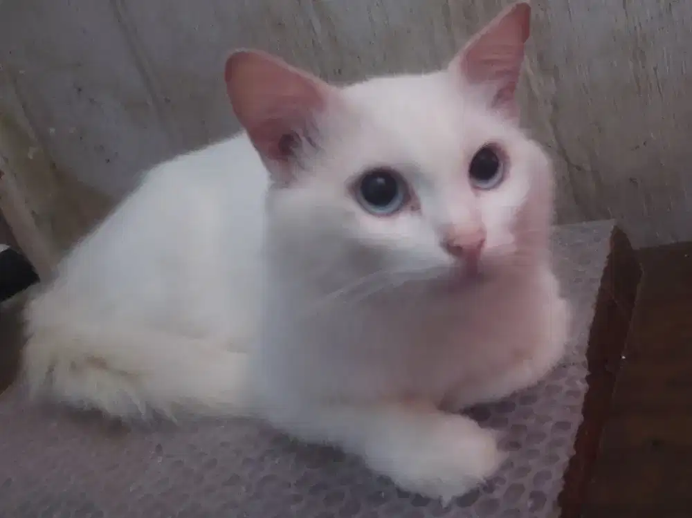 Dijual Murah.. kucing persia mata biru