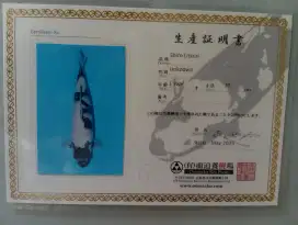 Koi Import Shiro 50cm Bersertifikat Omosako Koi Farm Berpunuk HQ