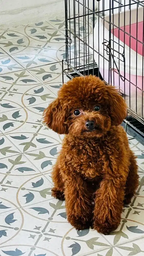 TOY POODLE GEMES