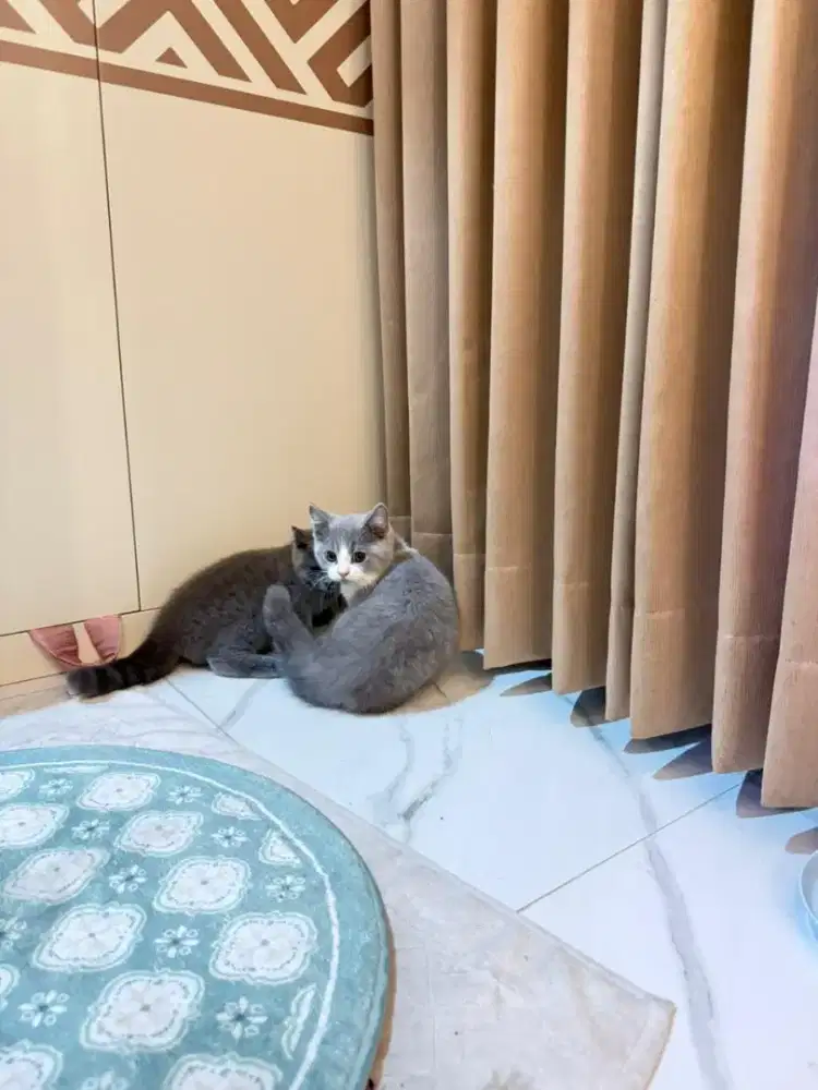 Kucing BSH remaja 7bulan sepasang