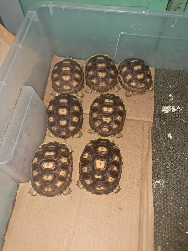 Sulcata 10cm ternakan sendirk
