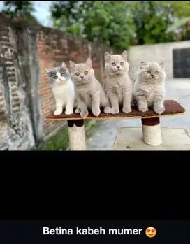 kucing BSH betina usia 4 bulan an