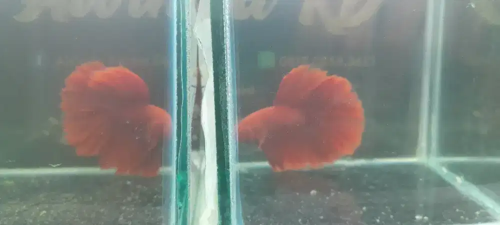 Ikan cupang HM Rosetail Super Red size M