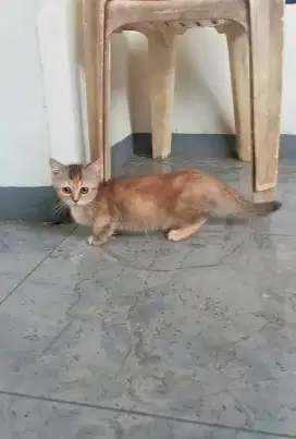 MUNCHKIN BSH GOLDEN