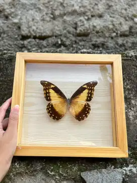 Frame kupu-kupu asli