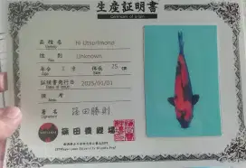 Ikan Koi Hi Utsuri Import Shinoda Bersertifikat 37cm Berpunuk HQ