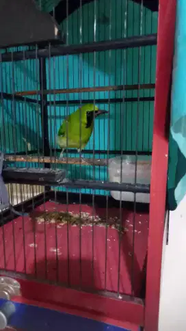 Muray daun rajin mendekati gacor fs