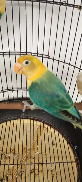 Lovebird biola parblue / PB 4bulan