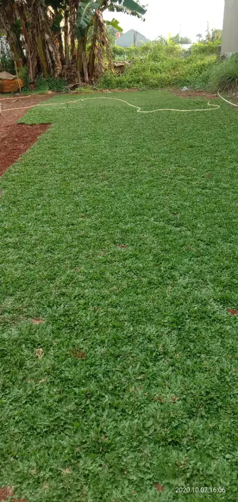 Tukang rumput taman