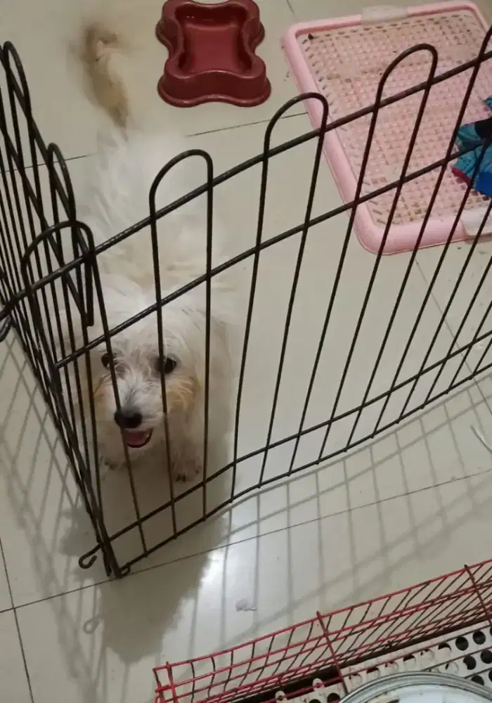Anak anjing Malthizu Ganti Pakan Nett