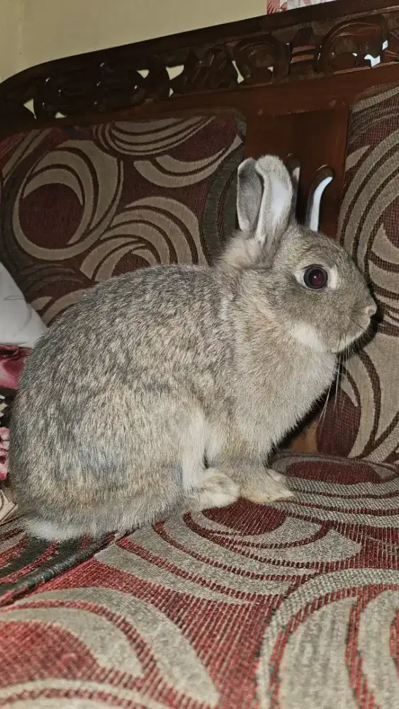 kelinci netherland dwarf
