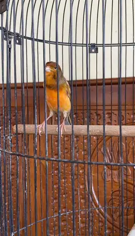 Burung kenari jantan