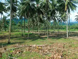 Dijual Tanah Seluas 11.490 m2 Cocok untuk Perkebunan di Lolak - Sulut!