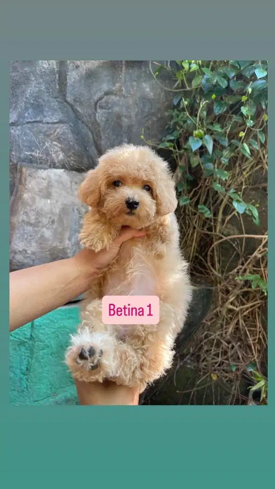 Toy Poodle Apricot Betina