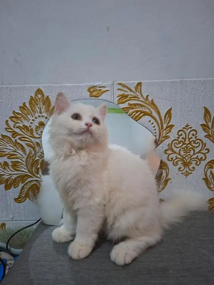 Anak kucing kitten bsh british short hair jantan sehat lincah sgt gmuk