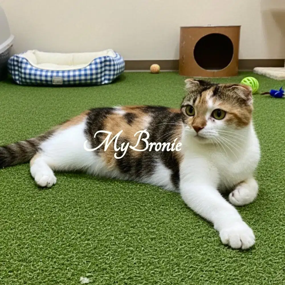 Kucing scottish fold tricolour 6 bulan murmer