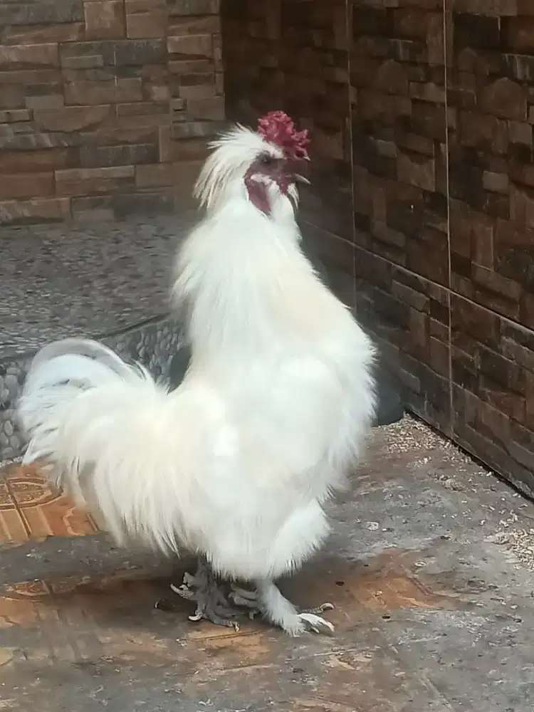 Ayam American silky indukan jantan ori