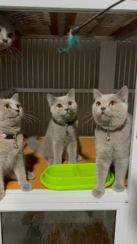 British Shorthair (BSH) kitten male