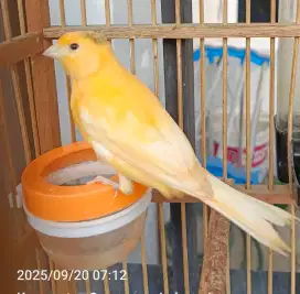 Kenari + kdg. Ngeriwik isian jalak suren