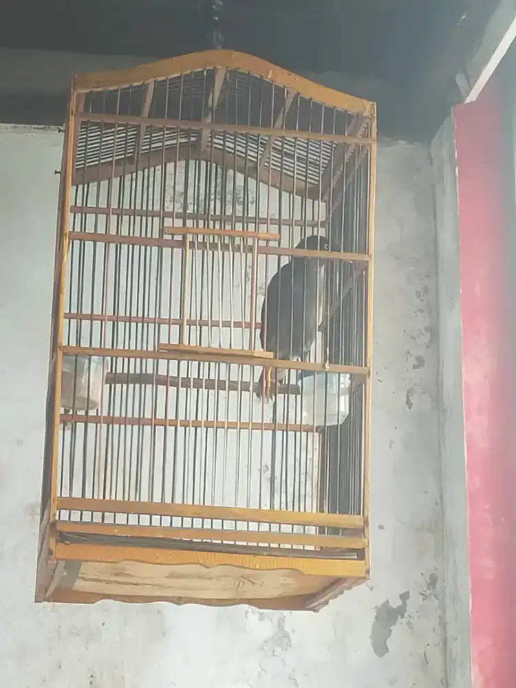 Burung jalak kebo fullset