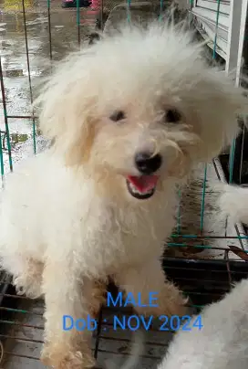 Dijual poodle jantan