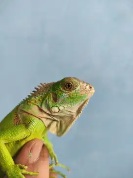 Green iguana columbia