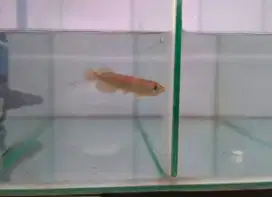 Arwana golden red sz 9up