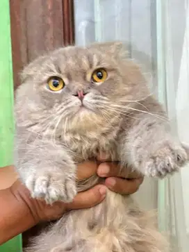 Scottish fold silver blue si denza jdhin munchkin exo peaknose lucu