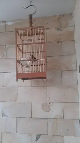 Jual burung jongkangan fullset