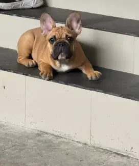 French bulldog [FEMALE]