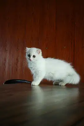 Scottish Fold Munchkin Odd eye Non Standard male/jantan