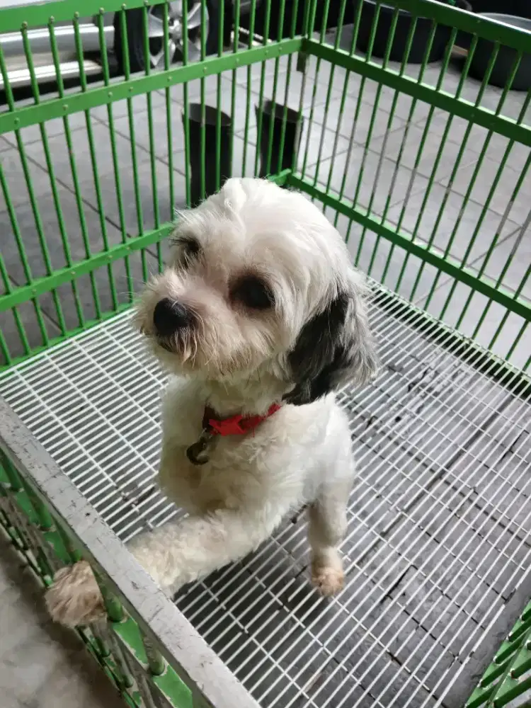 Jual anjing Shitzu Mix