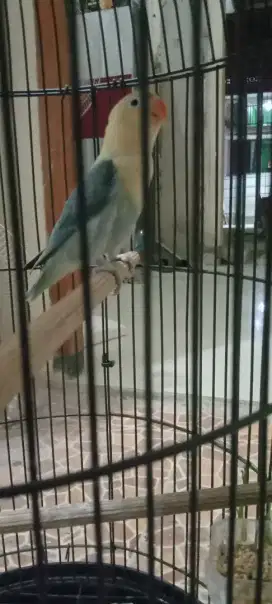 LOVEBIRD.RAWATAN