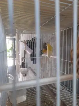 Burung gold amadine GA