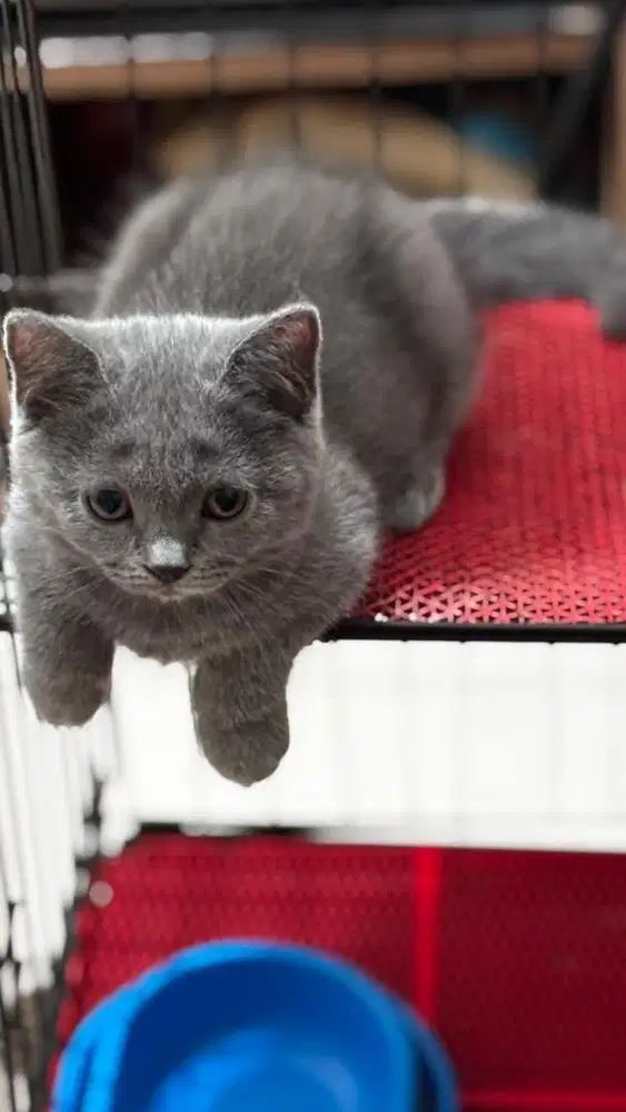 Kelly betina blue solid british shorthair fortune cat jdhin gaelic oke