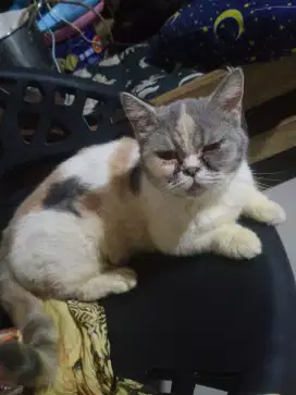 Di jual kucing Persia Munchkin btn