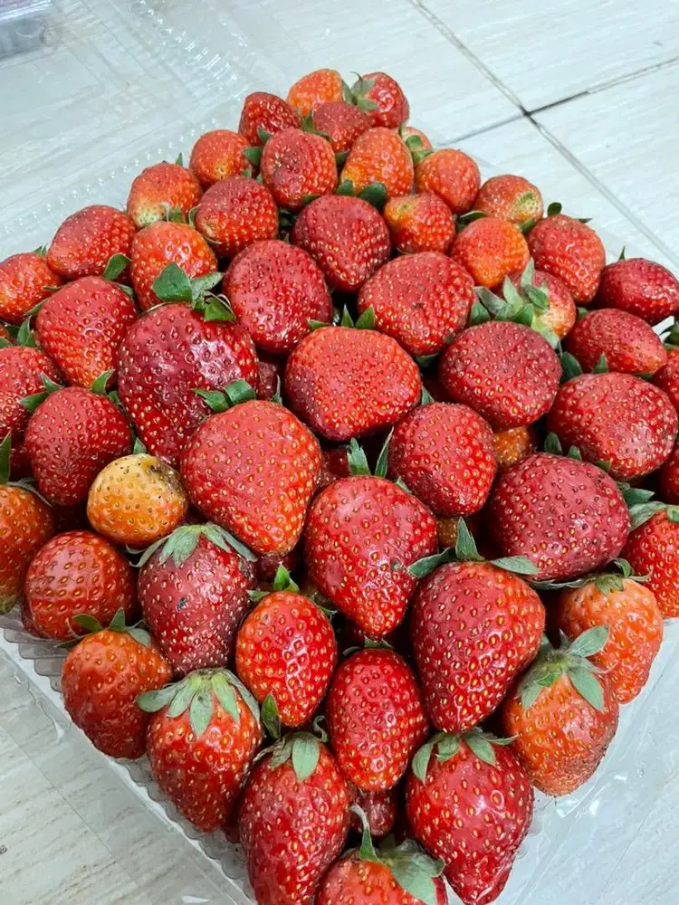 MENJUAL STROBERI FRESH