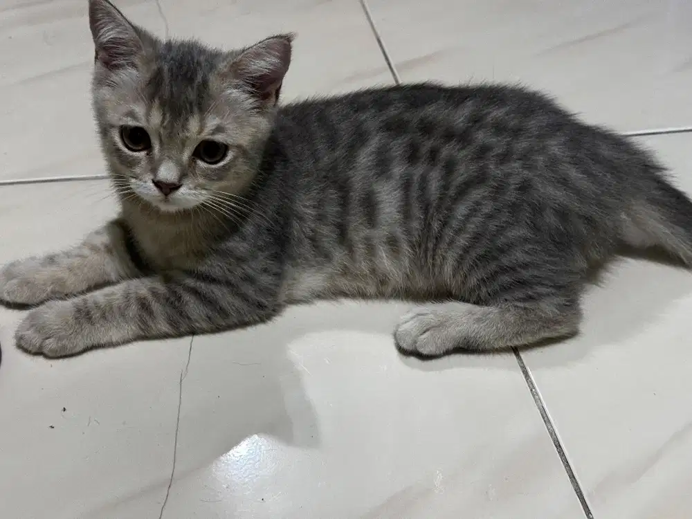 Kucing BSH jantan