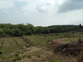 KEBUN LUAS 10 HA KLABANG BONDOWOSO COCOK UNTUK KANDANG AYAM