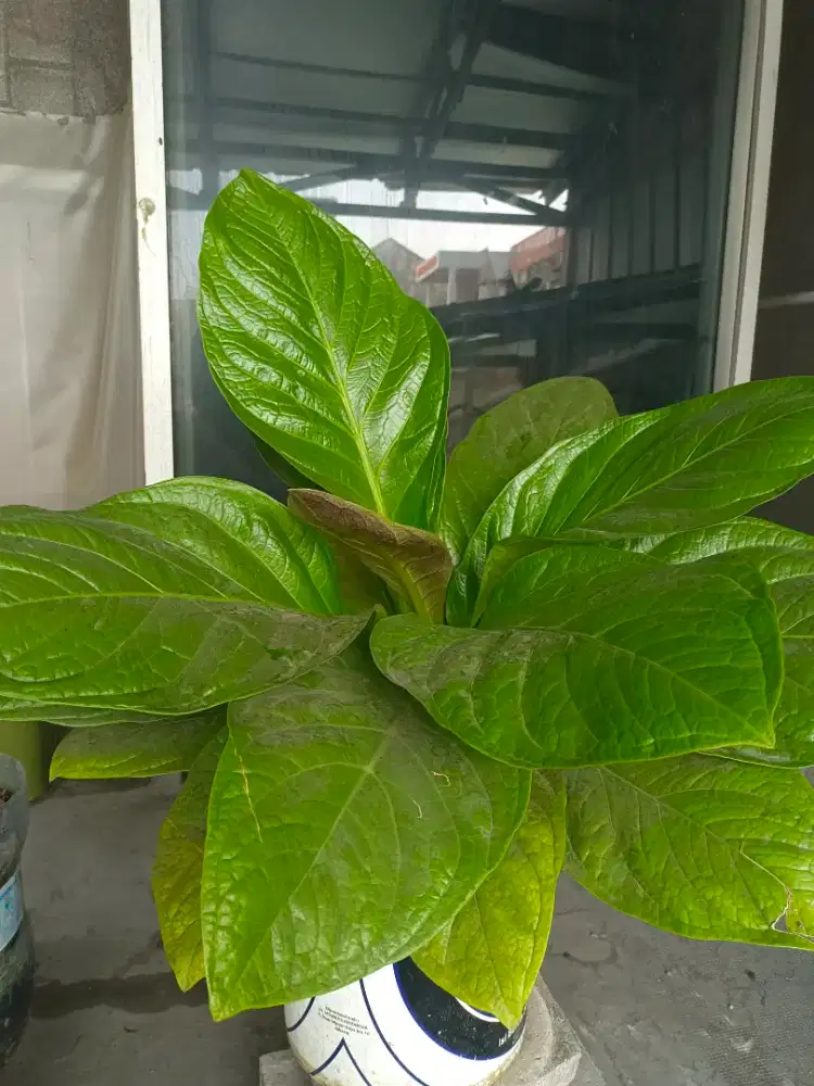 Anthurium jemani