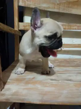 French buldog jantan 2 bulan