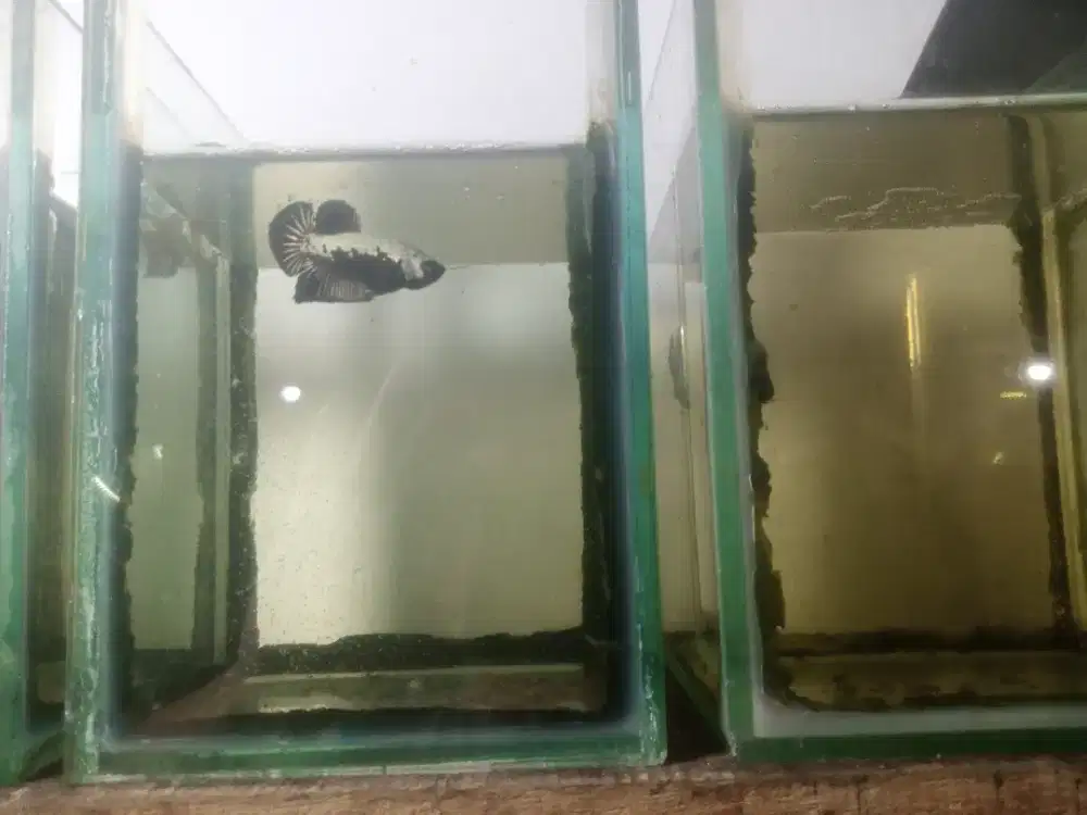 Ikan Cupang Black Samurai