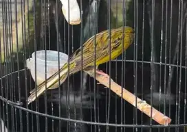 Kenari rasmi hijau botol jantan
