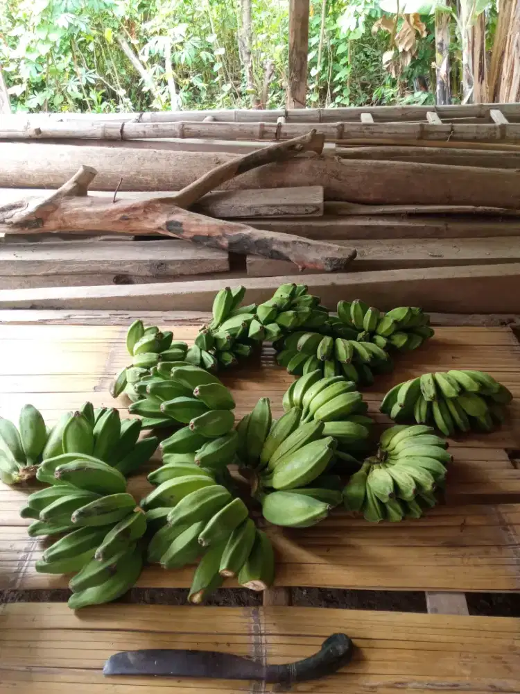 Payung jumbo dan pisang kepok