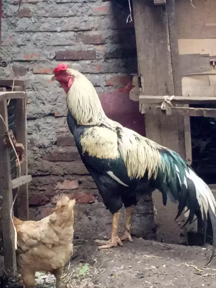 Ayam Jago dan Indukan